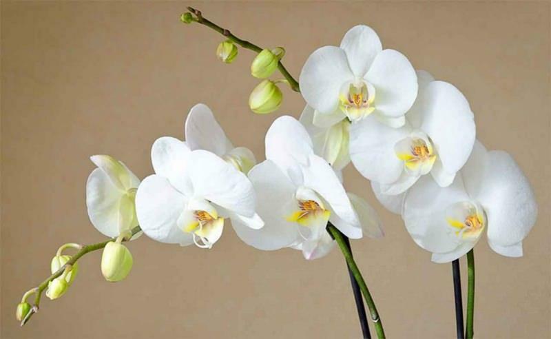 wie man Orchideen pflegt