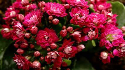 Wie pflege ich eine Calancho-Blume? Wie vermehrt sich die Kalano-Blume?