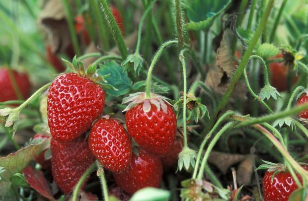 Verliert das Essen von Erdbeeren an Gewicht?