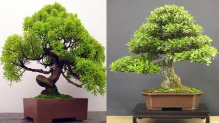 Wie züchte ich einen Bonsai-Baum? Wie man Bonsai-Baum pflegt Bonsai-Baum-Merkmale 