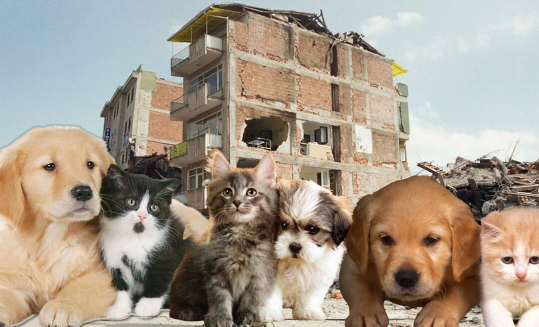 Was sollten diejenigen, die Haustiere haben, vor und nach dem Erdbeben tun? Diejenigen, die zum Zeitpunkt des Erdbebens ein Haustier haben