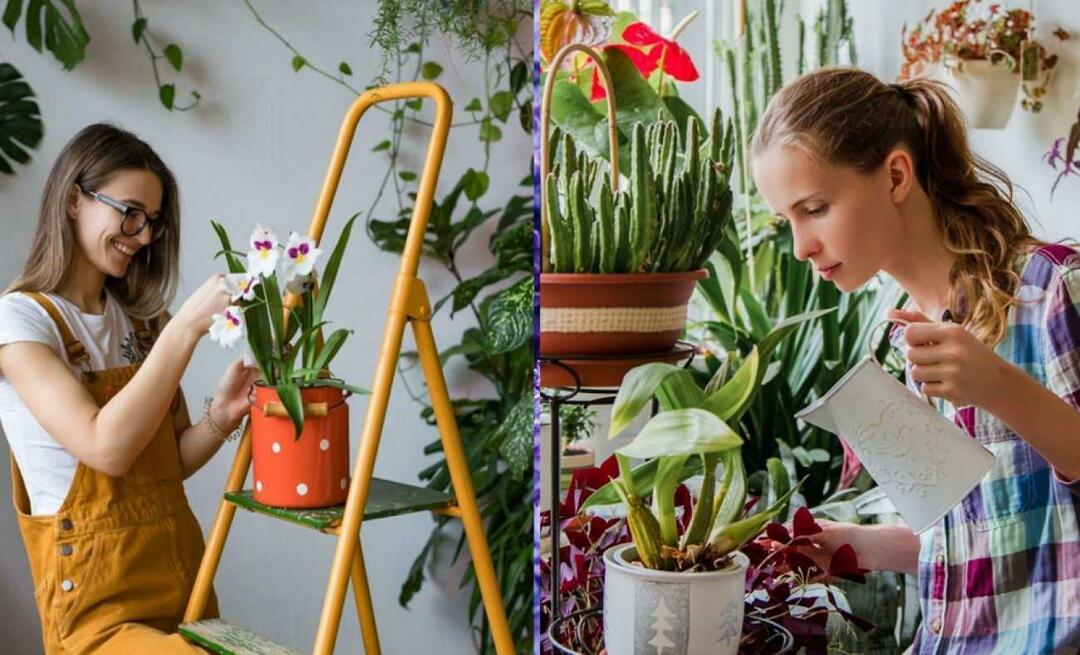 Was sind die Novemberblumen? Die Verwendung von Blumen in der Heimdekoration der Herbstsaison