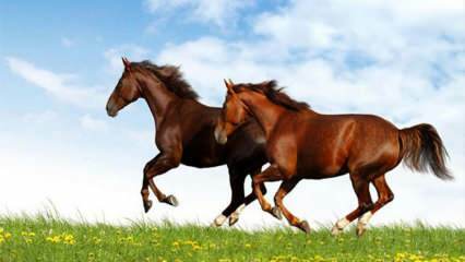 Was bedeutet es, ein Pferd in einem Traum zu sehen? Die Bedeutung des Reitens in einem Traum nach Diyanet