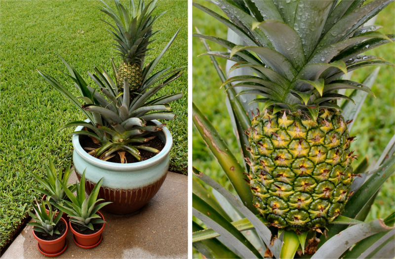 Wie kann man zu Hause Ananas anbauen? Wie wird Ananas verwurzelt?