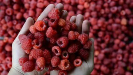 Was passiert, wenn Sie den ganzen Sommer über Himbeeren essen?