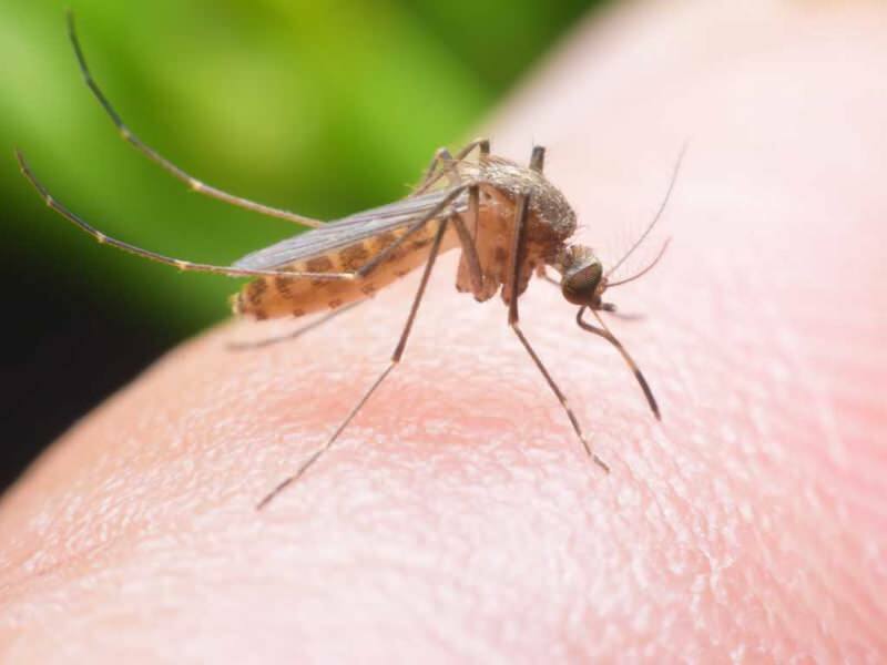 Wie macht man ein natürliches Mückenschutzmittel zu Hause? Natürliche Rezepte zur Abwehr von Fliegen