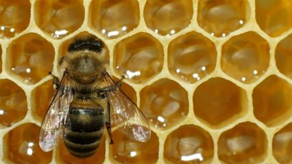 Wo wird Bienengift verwendet? Was sind die Vorteile von Bienengift? Für welche Krankheiten ist Bienengift gut?