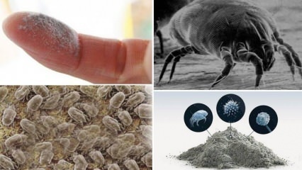 Wo sind die Milben im Haus? Methoden zur Zerstörung von Milben aus Ihrem Zuhause