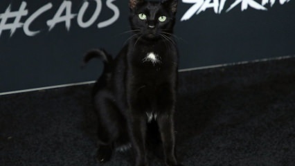 Eine schwarze Katze bei der Hollywood-Premiere ...