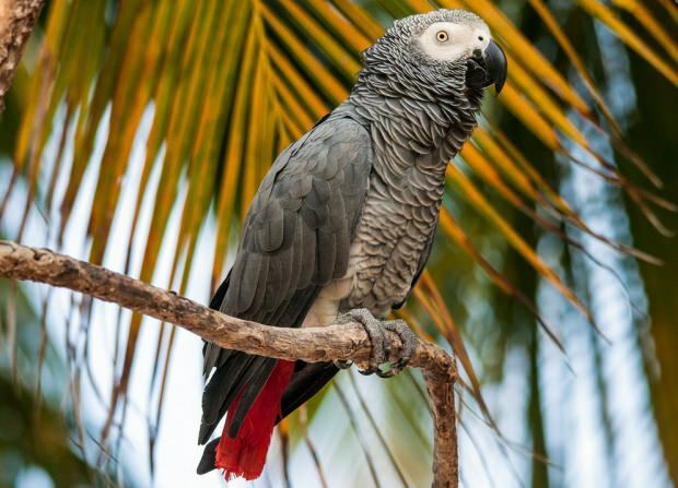 Pflege und Training des Jako Papageien