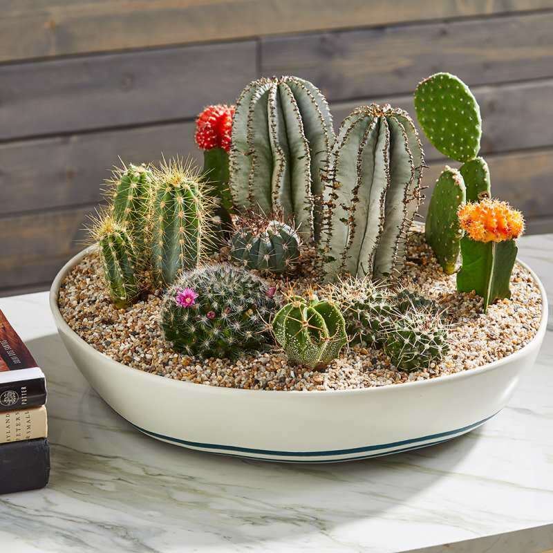 Wie soll der Kaktusboden sein? Bewässerung und Vorbereitung von Kaktusböden, 5 Tipps für Kaktusböden