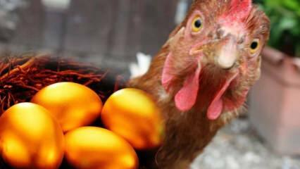 Ein Bursa-Bürger brachte goldverlegtes Huhn aus Brasilien mit