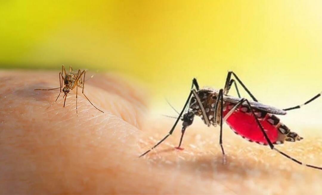 Was sind die Symptome eines Aedes-Mückenstichs? Möglichkeiten, einen Aedes-Mückenstich zu vermeiden?