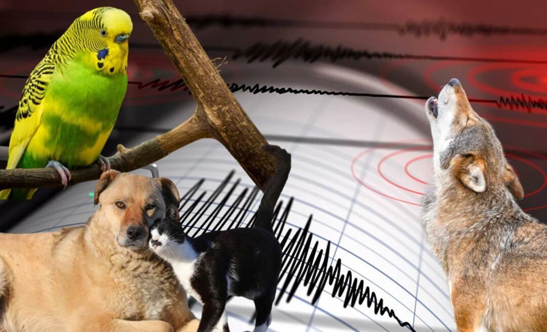 Spüren Tiere Erdbeben im Voraus? Erdbeben und abnormales Tierverhalten...