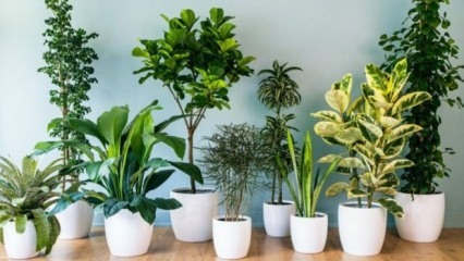 8 Pflanzen, die leicht zu pflegen sind