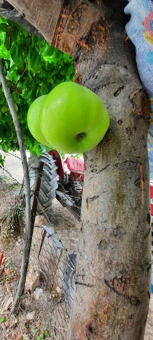 Der Baum, der Früchte auf seinem Körper anbaut, überraschte alle!