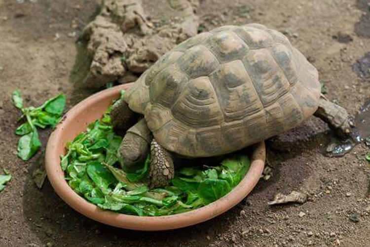 Was frisst die Schildkröte und wie ernährt sie sich? Was sind die Lebensmittel, die die Schildkröte liebt?