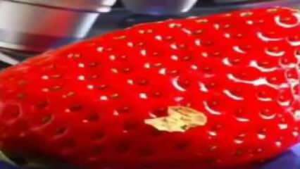 Erdbeer-Video, das Social Media markiert! Sie werden die Erdbeere nicht wieder in den Mund nehmen ...