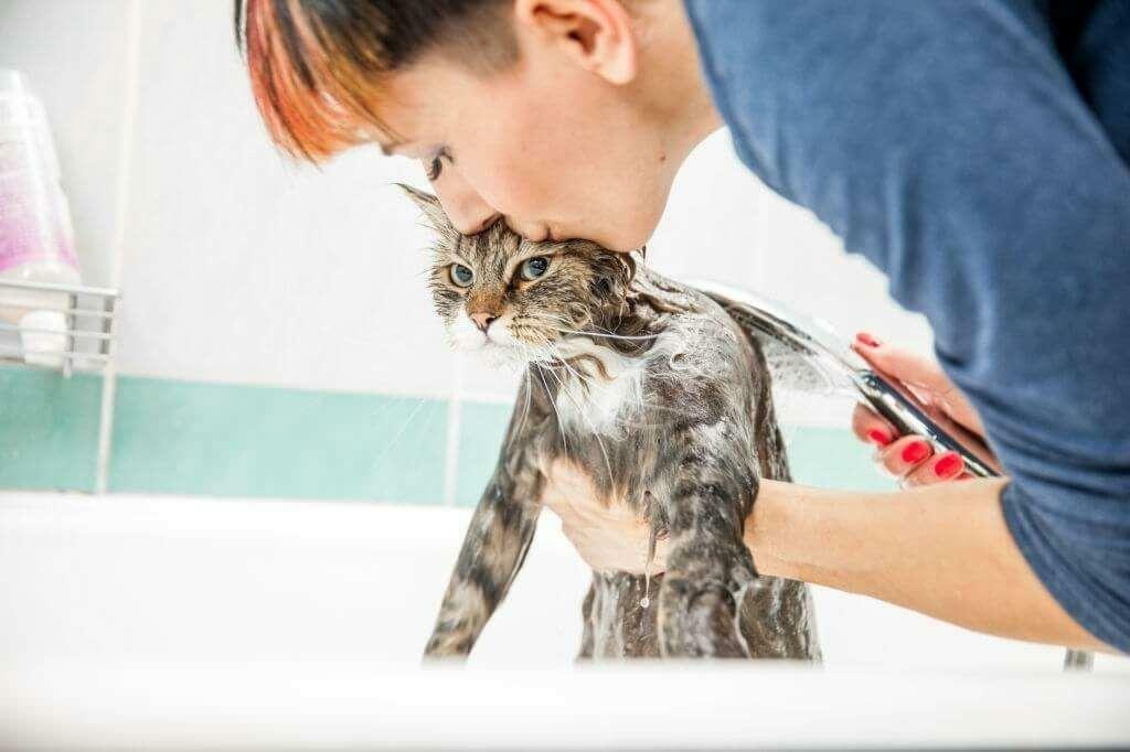 Methoden zum Waschen von Katzen