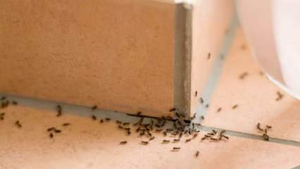 Effektive Methode zum Entfernen von Ameisen zu Hause! Wie können Ameisen zerstört werden, ohne zu töten? 