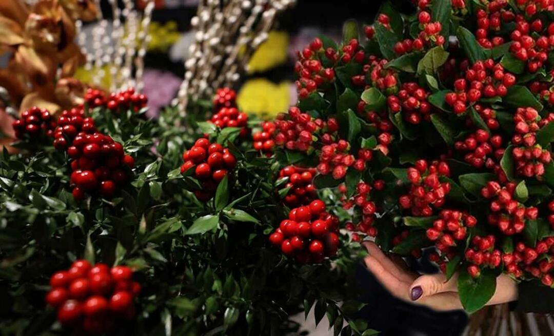 Was ist Cola? Wo kann man Cochina-Blume kaufen? Wo kann man die schönste Cochina-Blume kaufen?