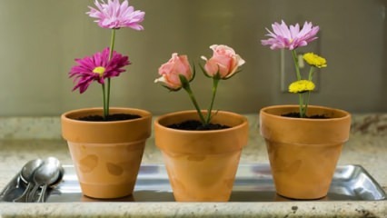 Blumen, die im Frühling zu Hause gepflegt werden sollen