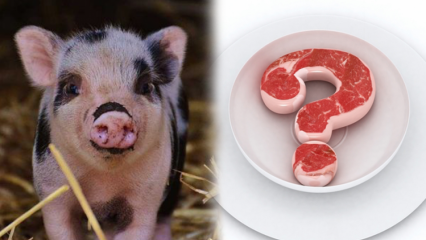 Ist Schweinefleisch verboten, warum ist Schweinefleisch verboten? Aufmerksamkeit für Schweinefleischmarken!