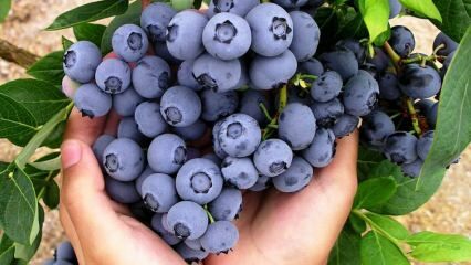 Was sind die Vorteile von Blaubeeren? Wie macht man Blaubeertee? Blaubeere, die das Blut reinigt