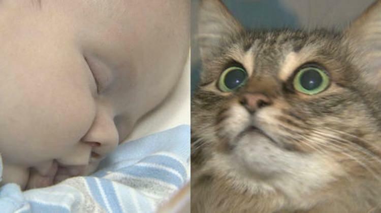 Die streunende Katze hat dem Baby das Leben gerettet!