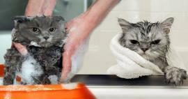 Waschen sich Katzen? Wie Katzen waschen? Ist es schädlich, Katzen zu baden?