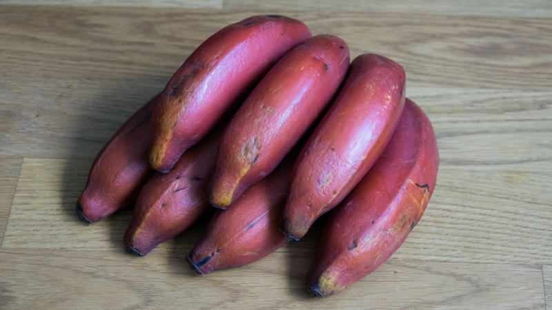 rote Bananen werden lila, wenn sie reifen