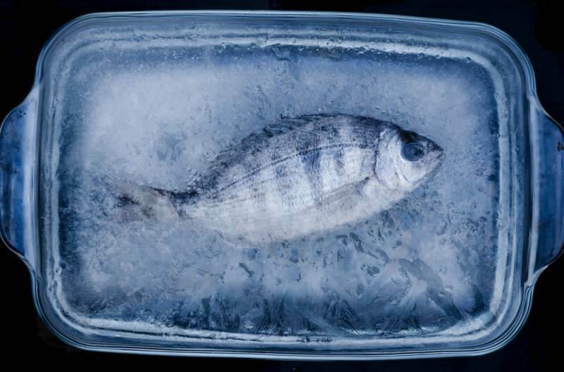Wie viele Tage sollte der Fisch im Gefrierschrank verzehrt werden?