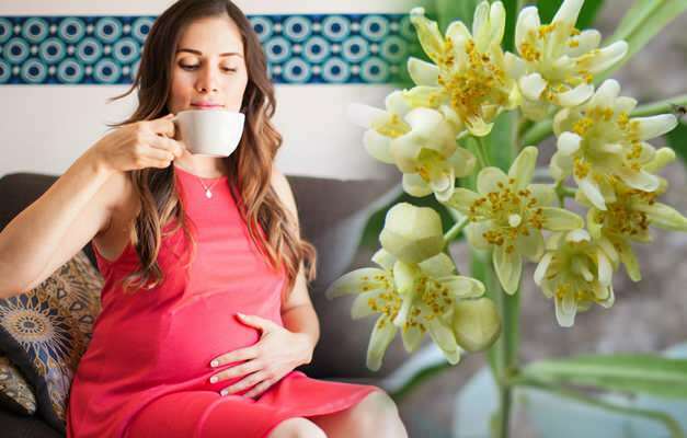Wird Kräutertee während der Schwangerschaft getrunken? Riskante Kräutertees während der Schwangerschaft