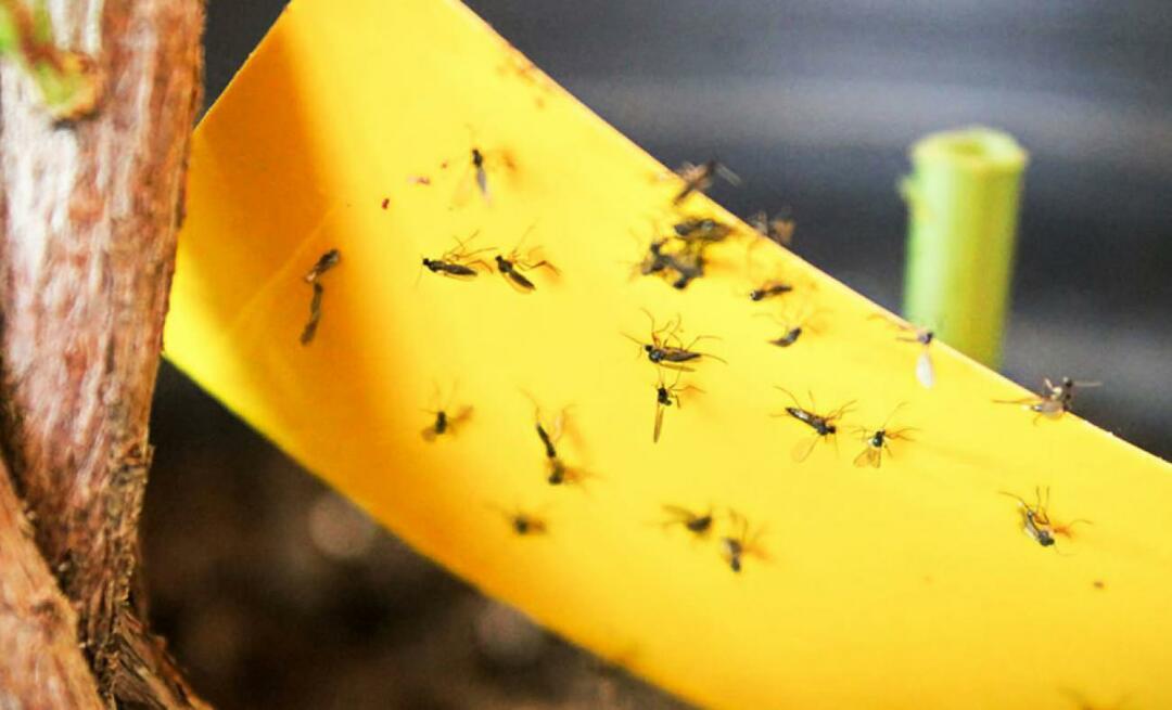 Die definitive Lösung gegen Insekten zu Hause! Wie verhindert man, dass kleine Fliegen zu Hause fliegen?
