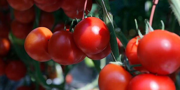 Was sind die Vorteile von Tomaten für die Haut? Wie macht man eine Tomatenmaske? Wenn Sie Tomaten auf Ihr Gesicht reiben