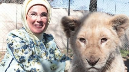 First Lady Erdoğan machte ein Foto mit kleinen Löwen