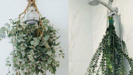 Wie hängt man Eukalyptus in der Dusche auf? Möglichkeiten, Eukalyptus in der Badezimmerdekoration zu verwenden!