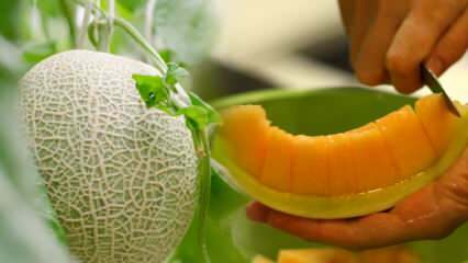 Wie wählt man die einfachste Melone? Der Schlüssel zur Auswahl süßer Melonen wie Honig