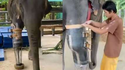Die jungen sozialen Medien haben Ihre Beinprothese für Elefanten geschüttelt! 