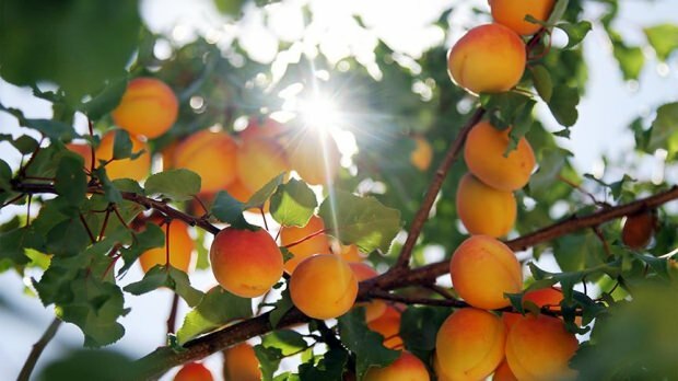 Wie wird Aprikosentee hergestellt?