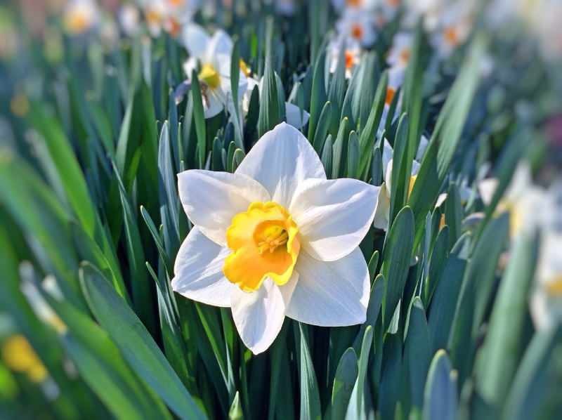 Was ist Narzissenseife und wofür? Hautreinigung mit Ringelblumenseife