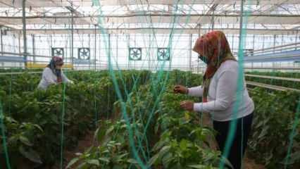 Inländische und nationale Saatgutproduktion von TIGEM mit Frauenpower