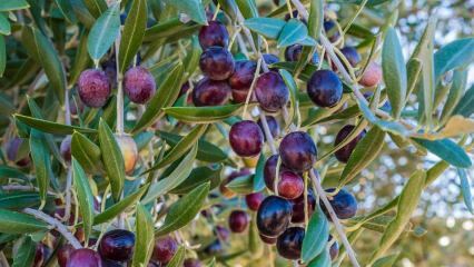 Was sind die Vorteile von Oliven? Wie wird Olivenblatt verzehrt? Wenn Sie Olivensamen schlucken ...