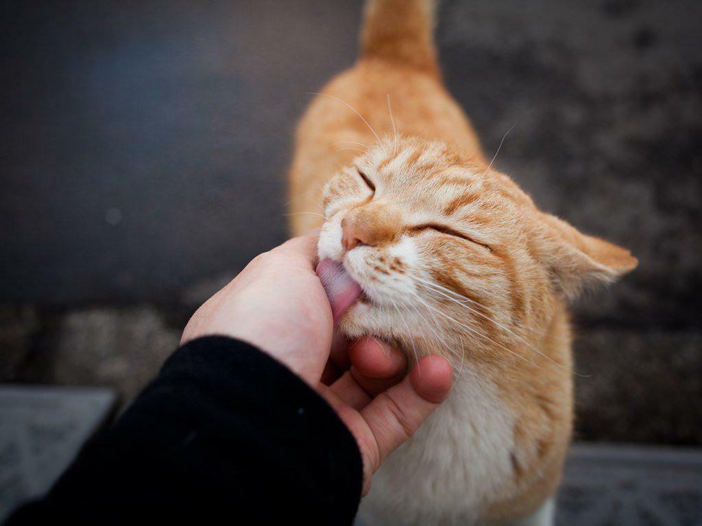 Die Bedeutung der Bewegungen von Katzen 