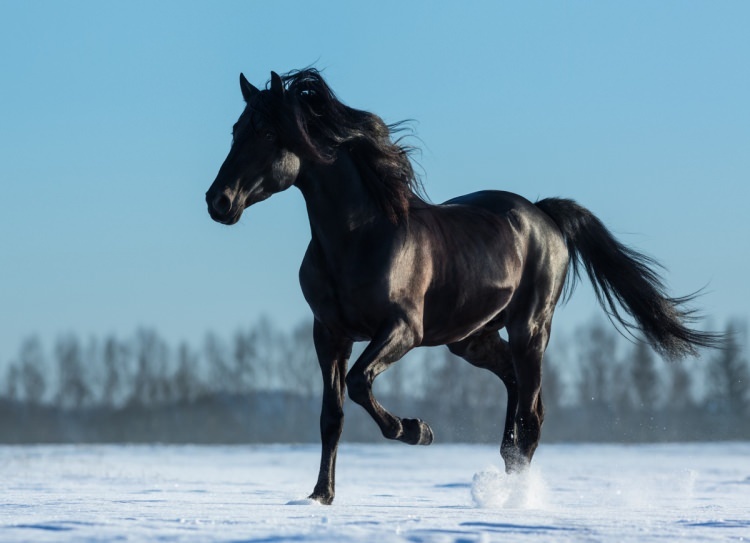 Wie sagt man ein Pferd in einem Traum? Was bedeutet es, ein Pferd im Traum zu sehen?