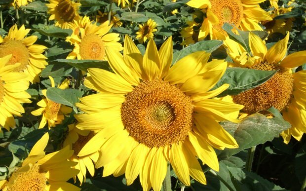 Die Vorteile von Sonnenblumen