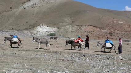 Herausfordernde Milchreise von Nomadenfrauen auf Eseln!