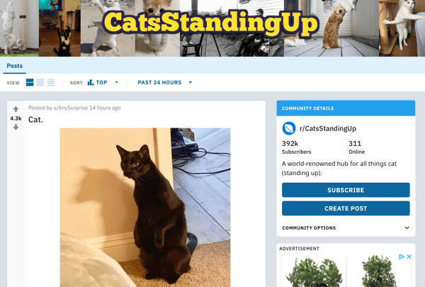 So vermarkten Sie Ihr Unternehmen auf Reddit, Beispielbeitrag von subreddit r / CatsStandingUp