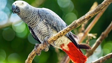 Wie kümmert man sich um den Jako-Papagei? Wie wird es gefüttert? Wie ist es trainiert?