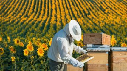Arbeitslose Jugendliche arbeiten wie Bienen in Ordu